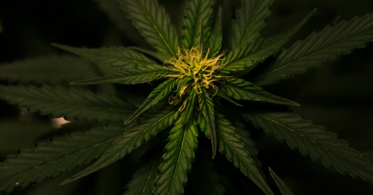 découvrez les meilleurs codes promo cbd pour profiter de réductions exclusives sur vos achats de produits au cannabidiol. économisez dès maintenant avec nos offres mises à jour régulièrement.