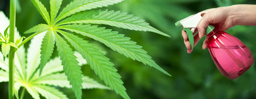découvrez comment identifier et traiter efficacement l'araignée rouge sur cannabis pour protéger vos plantations et assurer une récolte saine.