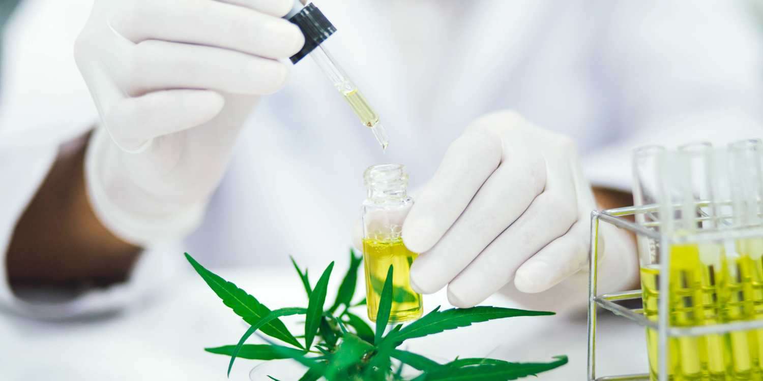 découvrez les bienfaits du myrcène pour la santé, un terpène naturel aux propriétés anti-inflammatoires, analgésiques et relaxantes qui favorisent le bien-être général.