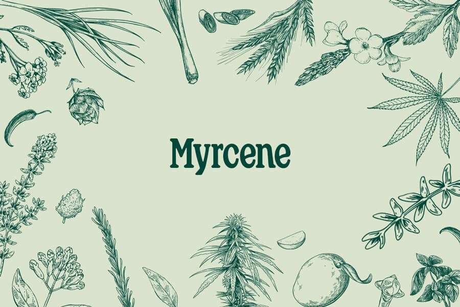 découvrez les bienfaits du myrcène pour la santé, un terpène naturel aux propriétés anti-inflammatoires, antioxydantes et relaxantes, bénéfique pour le bien-être général.