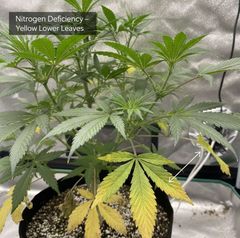 découvrez comment identifier et traiter la carence en azote chez le cannabis pour assurer une croissance saine et des récoltes abondantes.