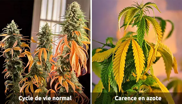 découvrez comment identifier et traiter la carence en azote chez le cannabis pour assurer une croissance saine et des rendements optimaux.