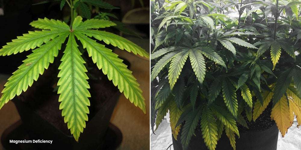 découvrez comment identifier et traiter la carence en magnésium chez le cannabis pour assurer une croissance saine et optimale de vos plantes.