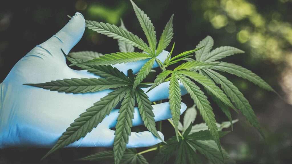 découvrez l'efficacité du cbd dans le traitement des acouphènes en 2026. explorez les dernières recherches et témoignages sur cette solution naturelle pour soulager les troubles auditifs.