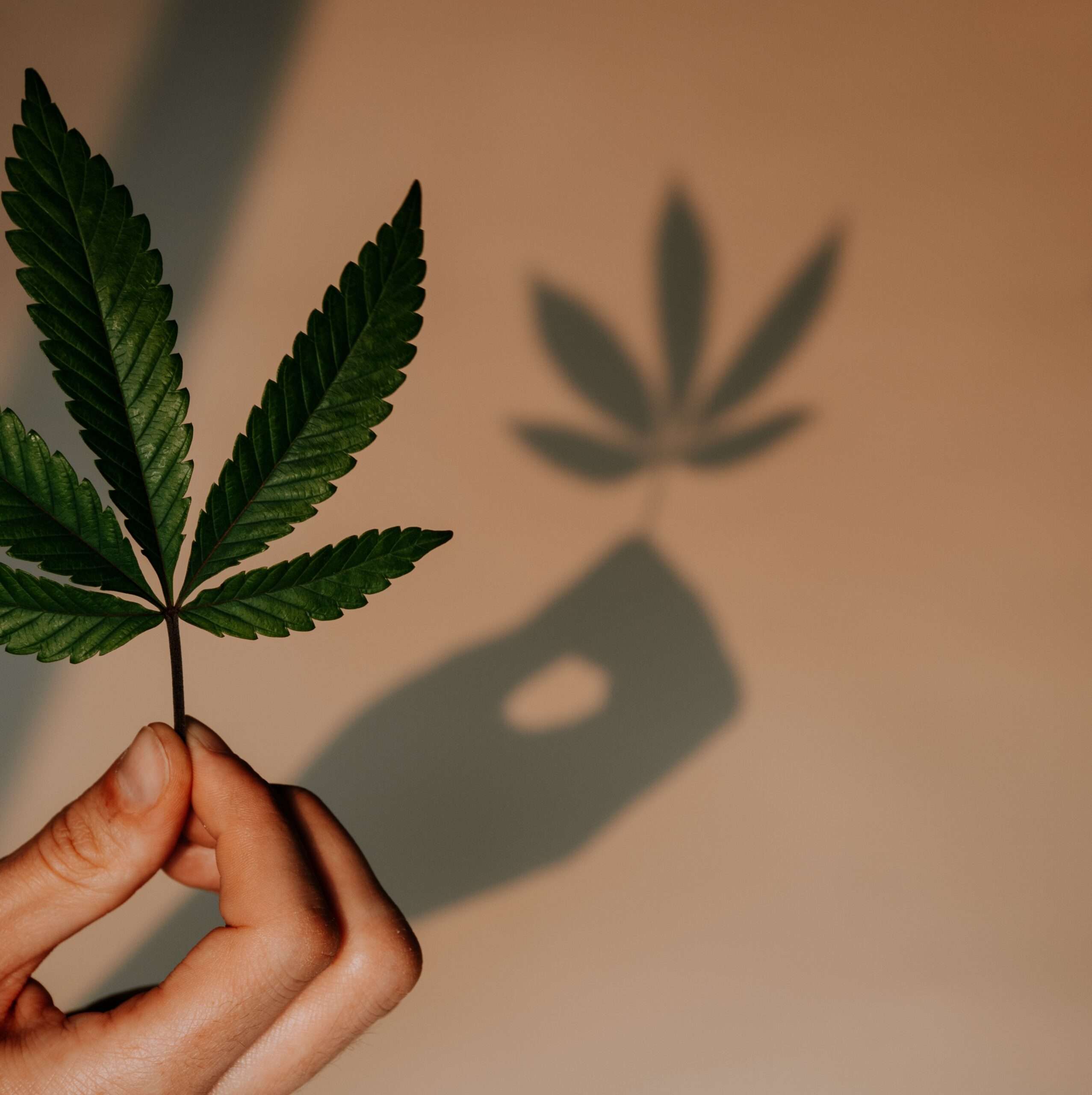 découvrez les bienfaits du cbd pour soulager l'endométriose en 2026. avis, conseils et informations pour mieux gérer la douleur et améliorer votre qualité de vie.