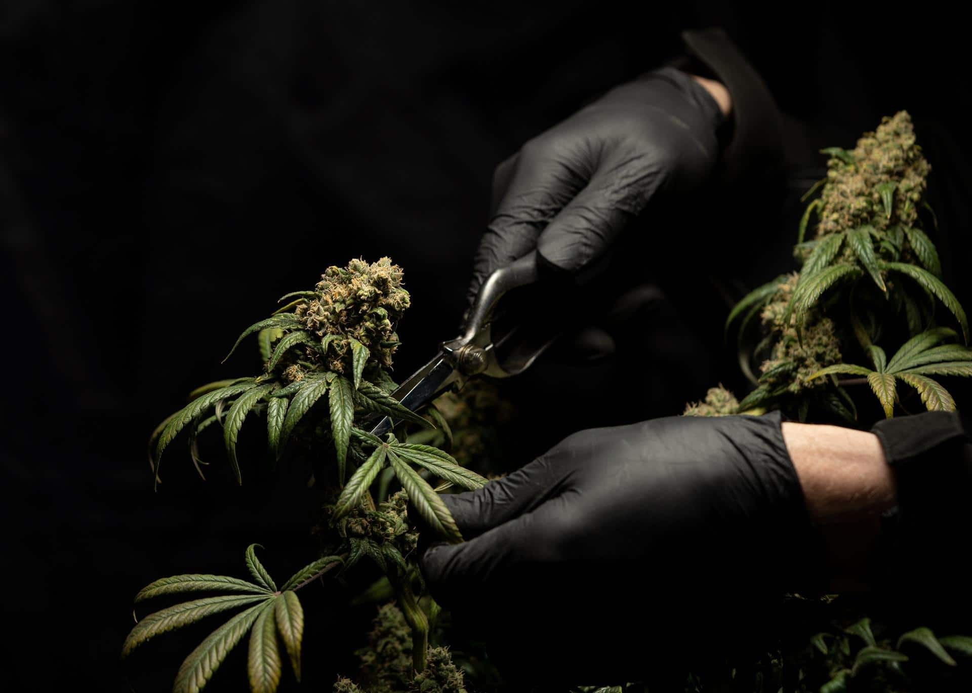 découvrez les bienfaits du cbd pour la maladie de crohn en 2026 : soulagement des symptômes, réduction de l'inflammation et amélioration de la qualité de vie.