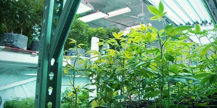 découvrez les avantages et inconvénients de la culture indoor et outdoor pour bien choisir la méthode adaptée à vos besoins et votre environnement.