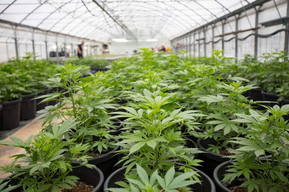 découvrez comment choisir entre la culture indoor et outdoor, en comparant les avantages et inconvénients de chaque méthode pour optimiser votre jardinage.