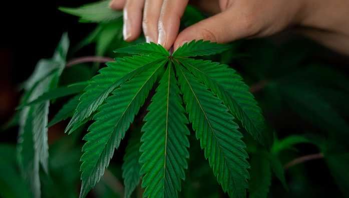 découvrez l'effet entourage du cbd et ses bienfaits pour une meilleure efficacité grâce à la synergie des composants naturels.