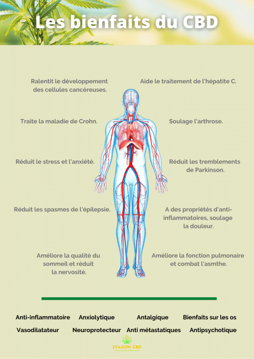 découvrez l'effet entourage du cbd et ses bienfaits pour votre bien-être, grâce à la synergie naturelle des composés de la plante de cannabis.