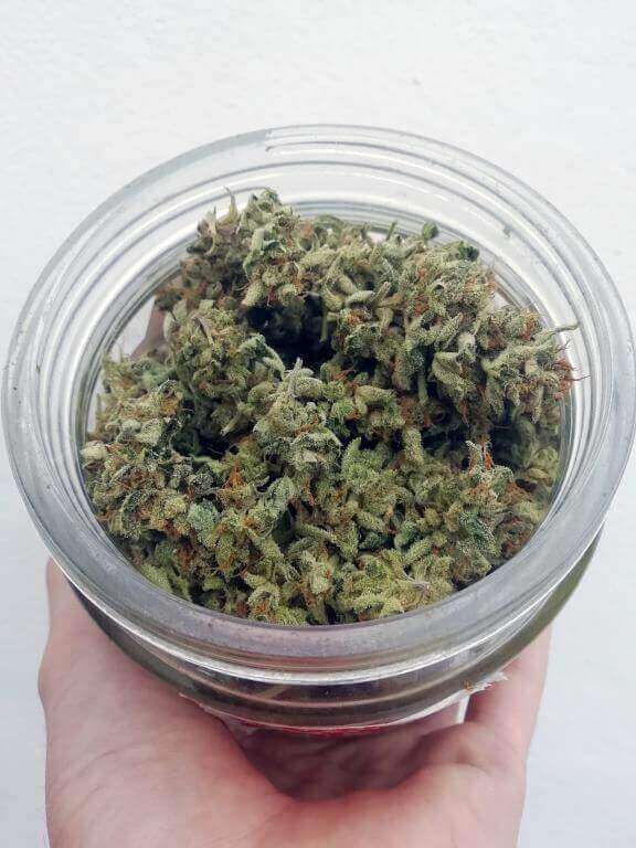 découvrez comment réussir le curing du cannabis en bocal pour améliorer la qualité, le goût et l'arôme de vos récoltes grâce à des techniques simples et efficaces.