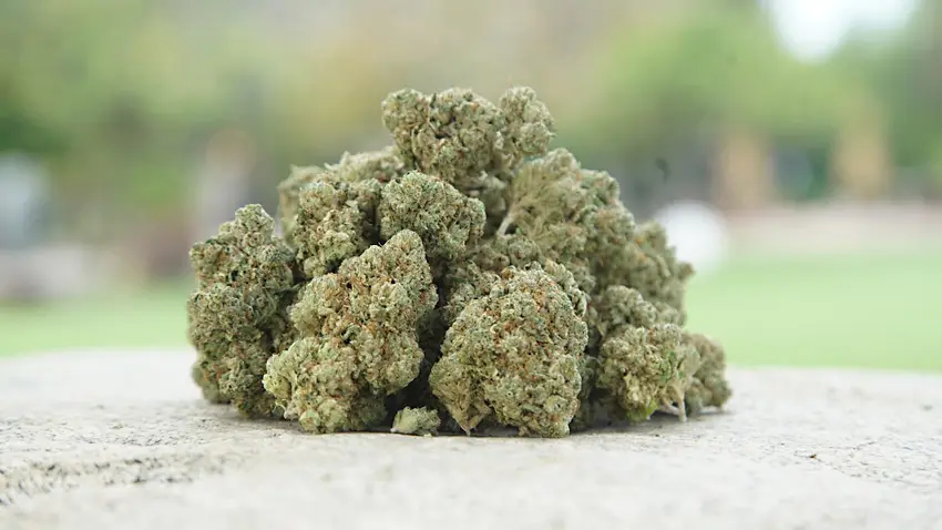 découvrez comment réussir le curing du cannabis en bocal pour sublimer ses arômes, améliorer sa qualité et prolonger sa conservation grâce à des conseils simples et efficaces.