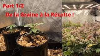 découvrez l'importance du rinçage du cannabis avant la récolte pour améliorer la qualité et la saveur de vos plants. conseils et méthodes efficaces pour un rinçage optimal.