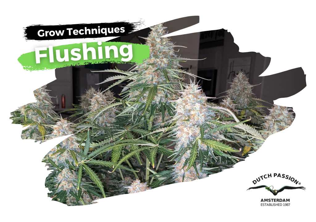 découvrez l'importance du rinçage du cannabis avant la récolte pour améliorer la qualité et le goût de vos récoltes. guide pratique et conseils essentiels.