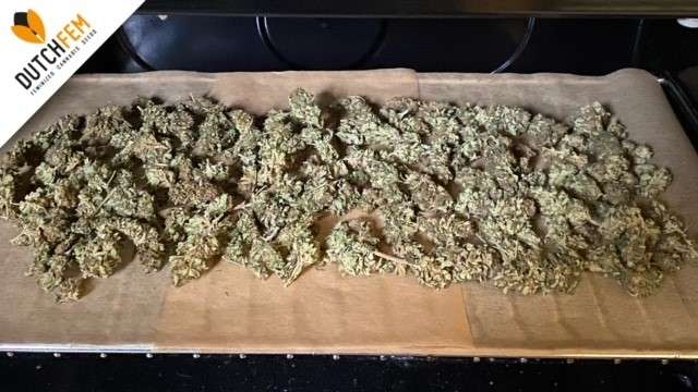 découvrez comment sécher du cannabis à la maison de manière efficace et sécurisée pour préserver sa qualité et ses arômes.