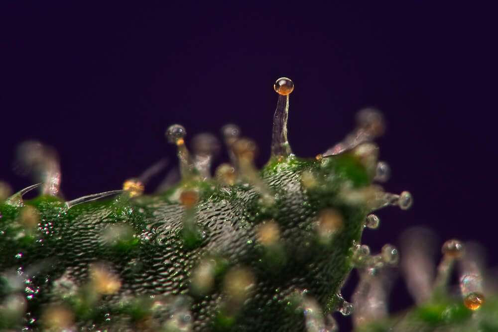 découvrez la signification des trichomes laiteux et ambrés pour déterminer le moment idéal de la récolte de cannabis et maximiser la qualité de votre culture.
