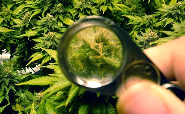 découvrez la signification des trichomes laiteux et ambrés pour déterminer le moment idéal de récolte du cannabis et optimiser ses effets.