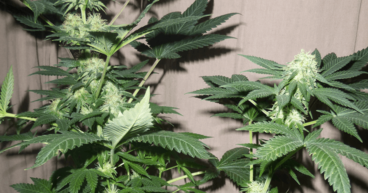 découvrez comment réaliser la taille apex pour optimiser la croissance et le rendement de vos plants de cannabis grâce à nos conseils pratiques et faciles à suivre.