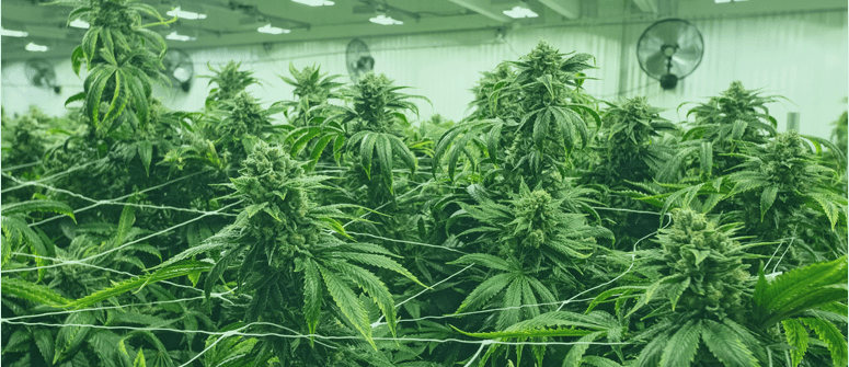 découvrez la technique scrog pour cultiver du cannabis efficacement et optimiser votre récolte grâce à une méthode simple et performante.