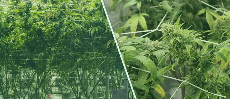 découvrez la technique scrog pour optimiser la culture et la récolte de cannabis. apprenez comment maximiser votre rendement grâce à cette méthode efficace.