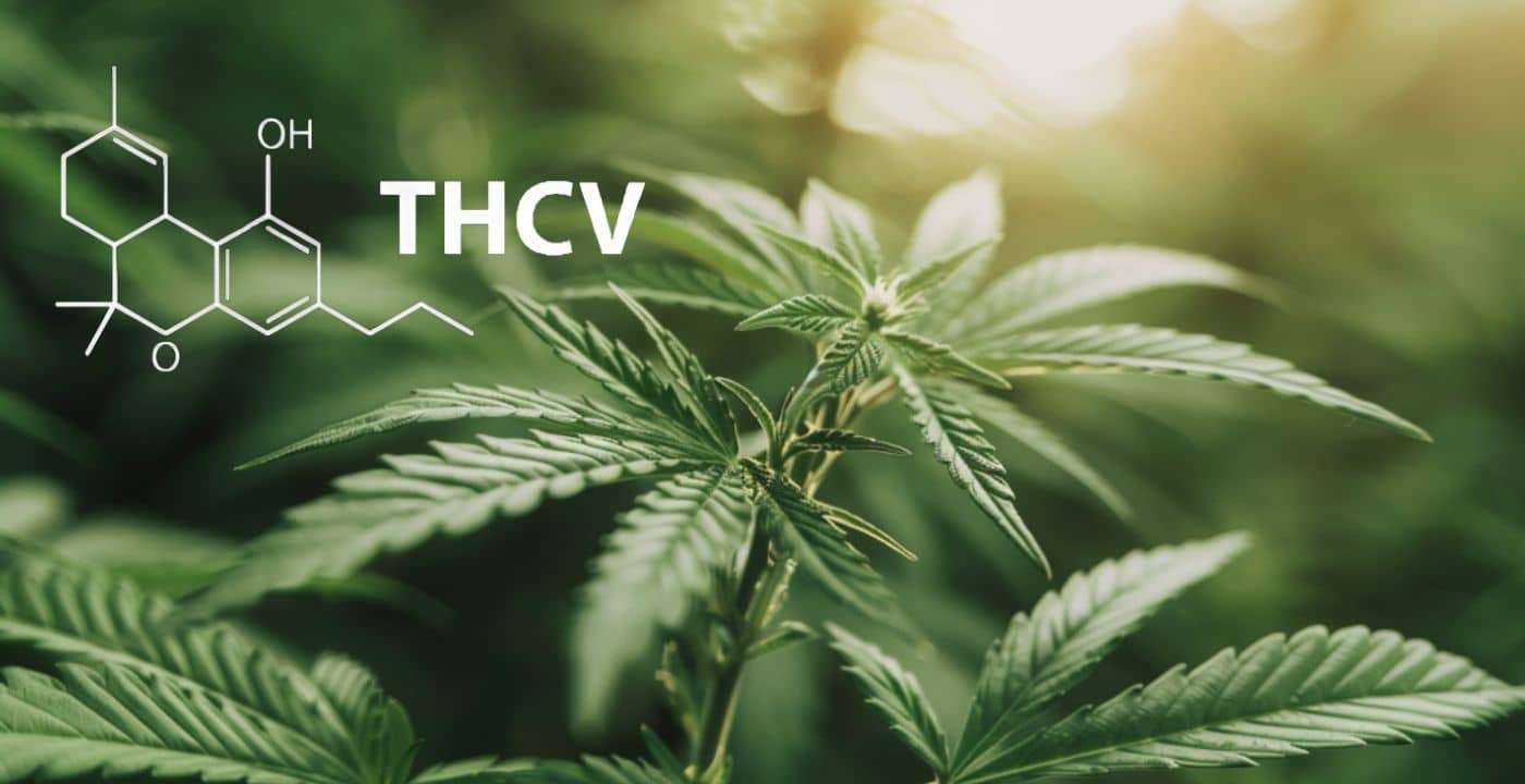 découvrez l'avis des experts 2026 sur le thcv et son impact potentiel sur la perte de poids. analyse des bienfaits, effets et conseils pour intégrer le thcv dans votre régime.