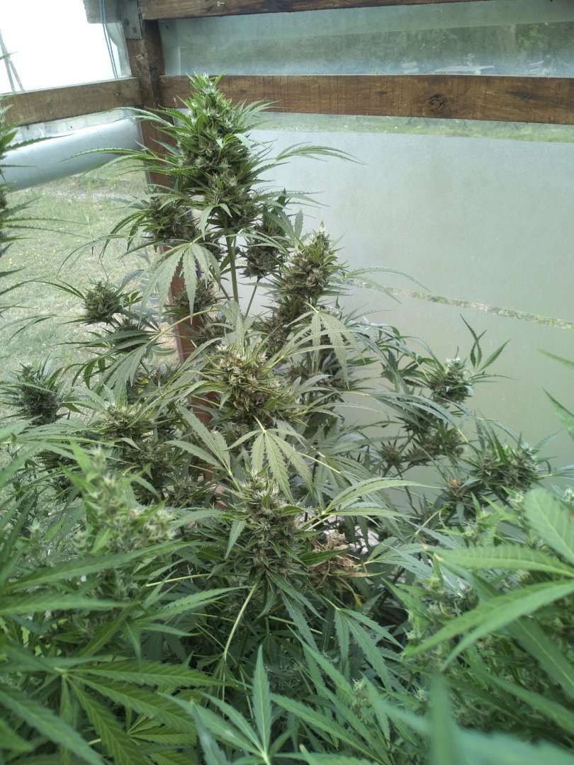 découvrez des méthodes efficaces pour traiter le botrytis sur cannabis et protéger vos plantes contre cette maladie fongique courante.
