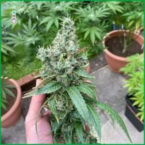 découvrez des méthodes efficaces pour traiter le botrytis sur cannabis et protéger vos cultures contre cette moisissure nuisible.