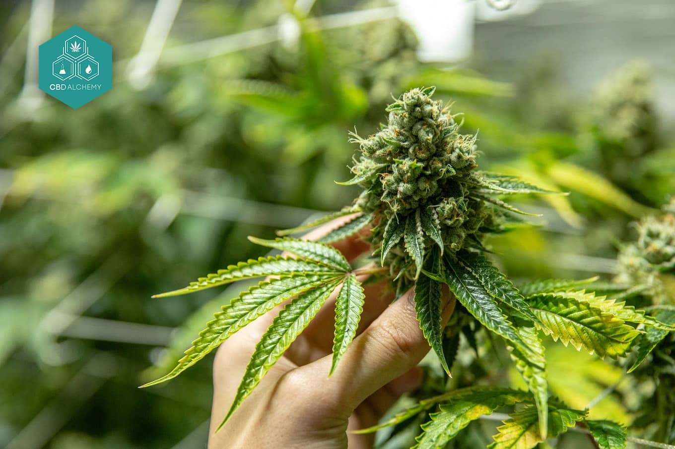 découvrez les bienfaits du cbd en 2026 : ses usages, effets positifs pour la santé et conseils pour en profiter pleinement.