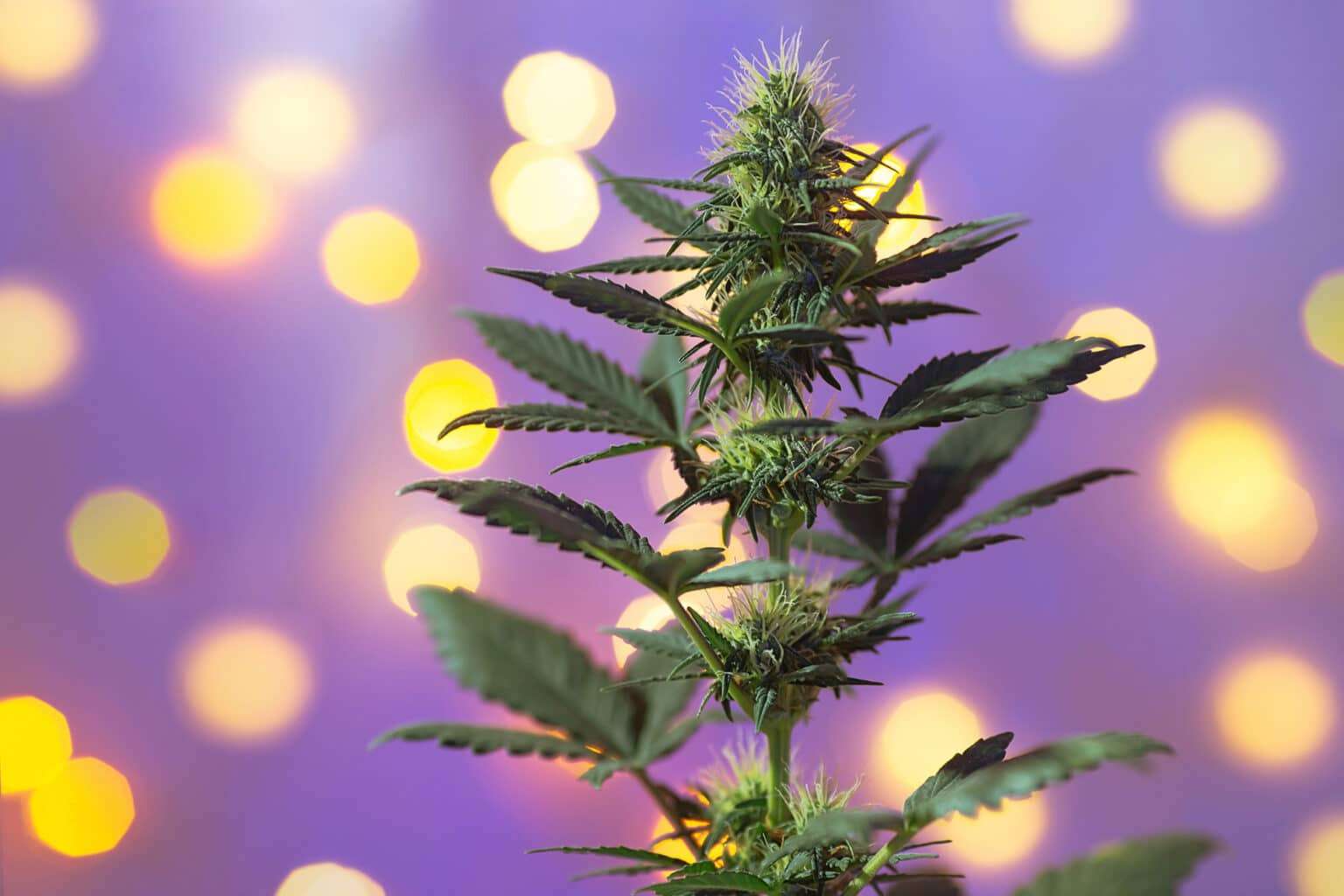 découvrez les dernières nouveautés cannabis 2026 : innovations, tendances et actualités pour rester informé sur l'évolution du secteur.